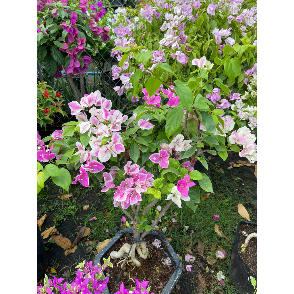 Chậu cây hoa giấy Hồng Gân bonsai