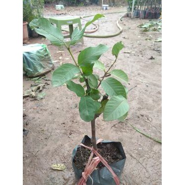 Cây giống ỔI Nữ Hoàng