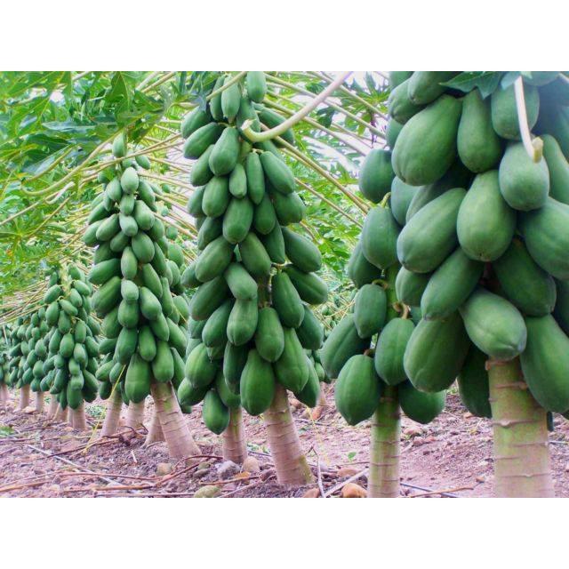 Hạt giống đu đủ lùn