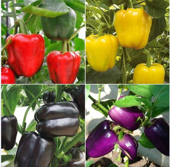 Hạt giống ớt chuông Ớt ngọt nhiều màu F1 – 10Hạt