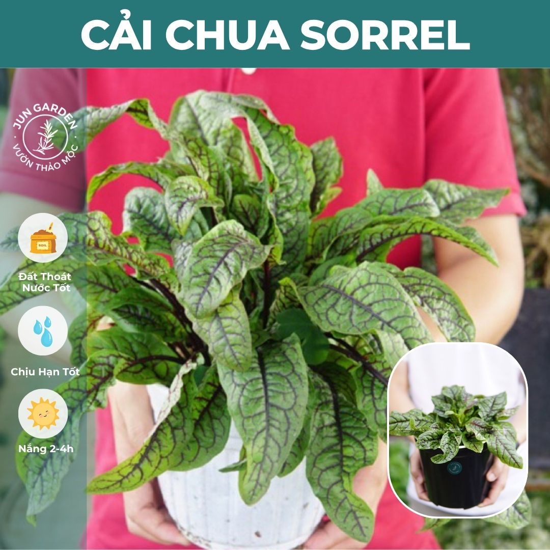 Cây Cải Chua Sorrel Gân Đỏ Jun Garden