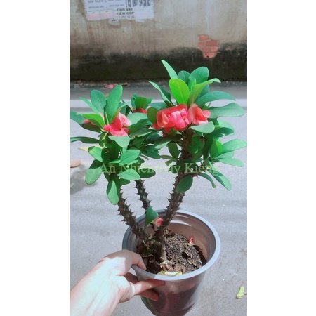 Xương Rồng Bát Tiên Có Hoa