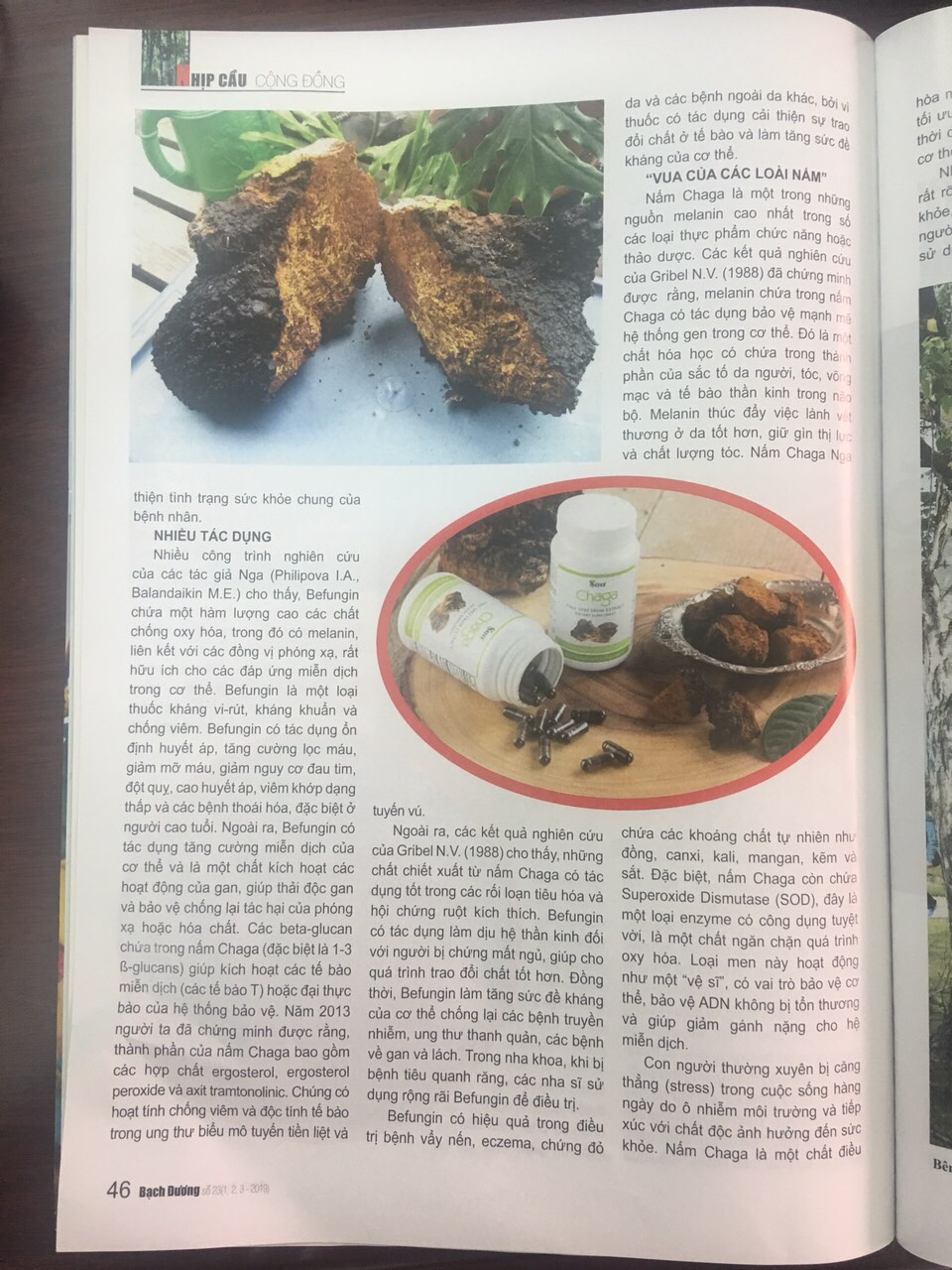 Nấm chaga Nga sibiri 100 gr