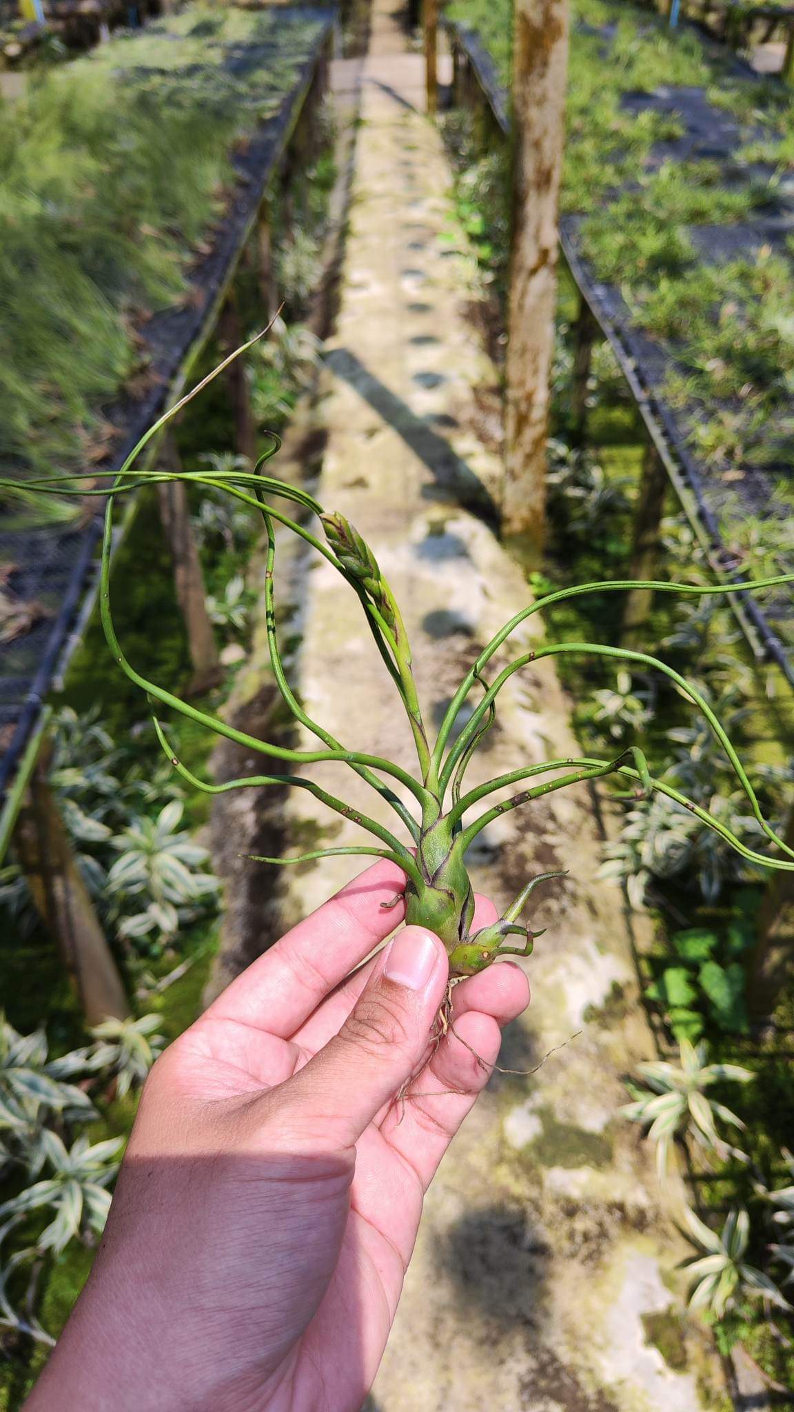 Cây không khí Nhân sâm Balbusa(Size lớn)