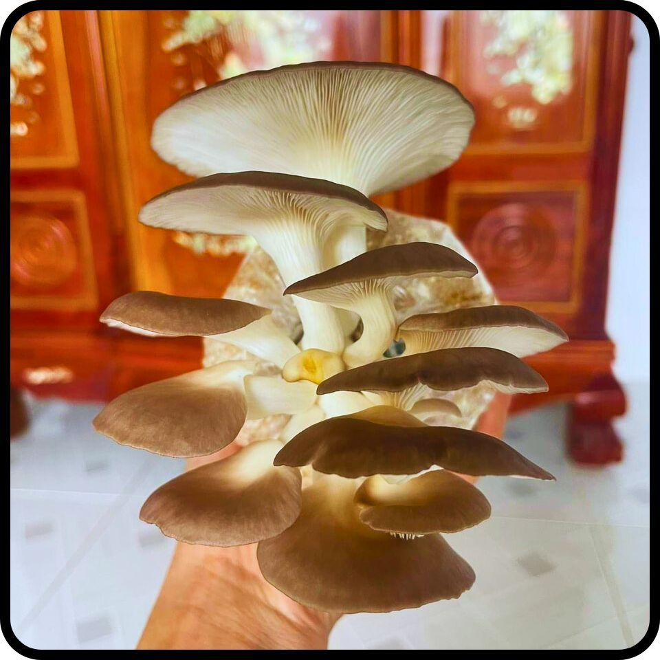 Phôi nấm giống Bào ngư (01 kiện hàng 10 bịch)