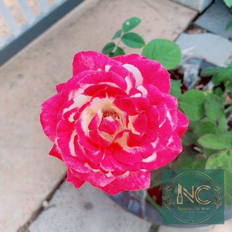 [GIÁ SỐC] Hấp phục hồi tóc hương nước hoa kailamia