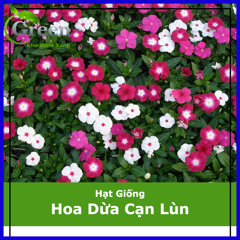 Hạt Giống Hoa Dừa Cạn Lùn Lai F1 Nhiều Màu
