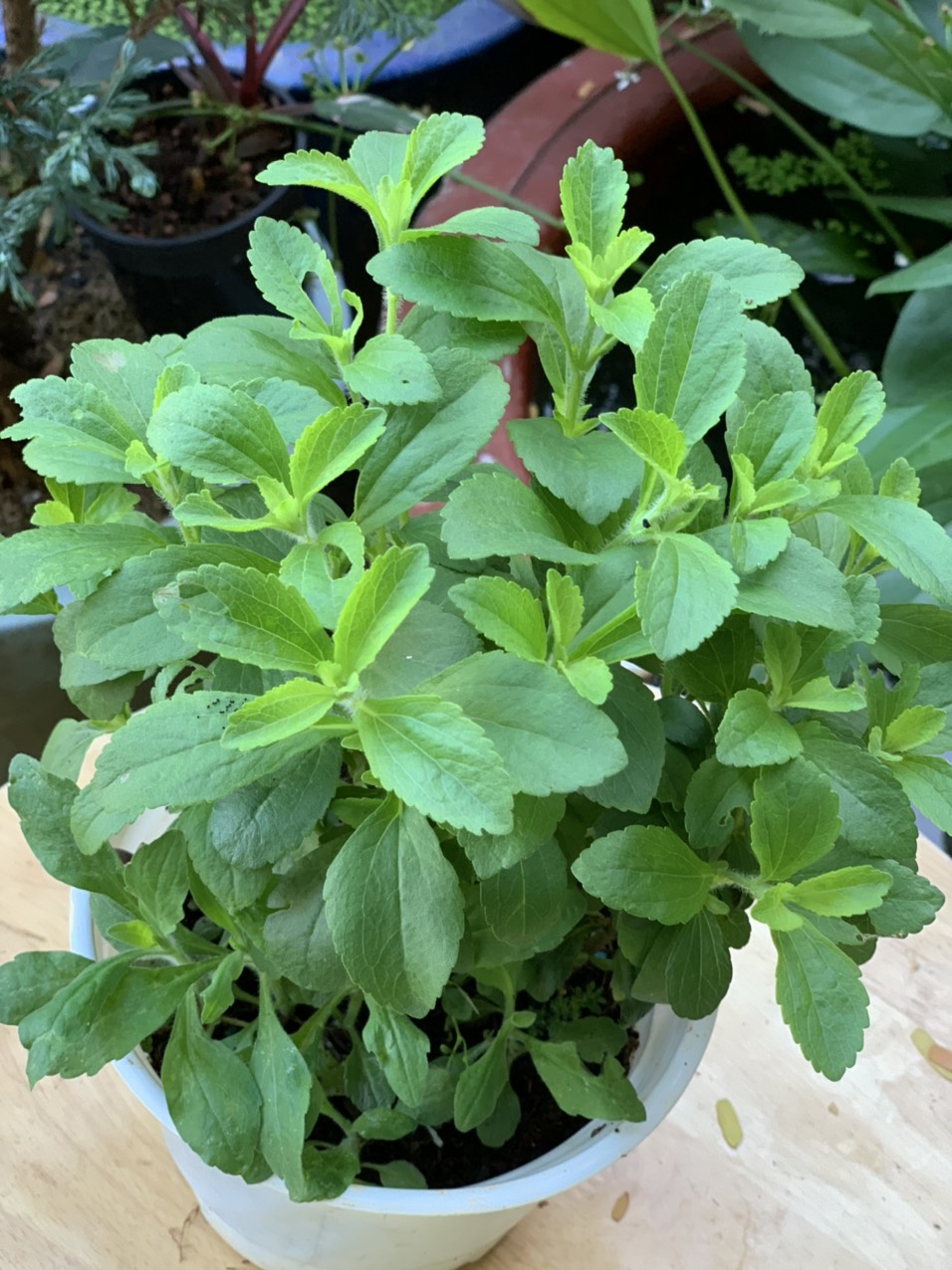 Chậu cây cỏ ngọt - cúc ngọt - Stevia