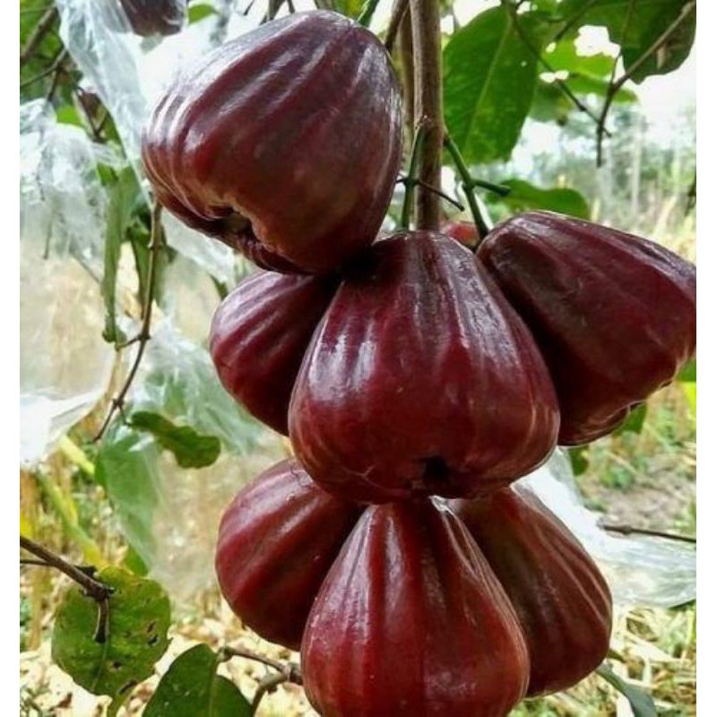 CÂY MẬN THÁI ( cây ghép siêu sớm)