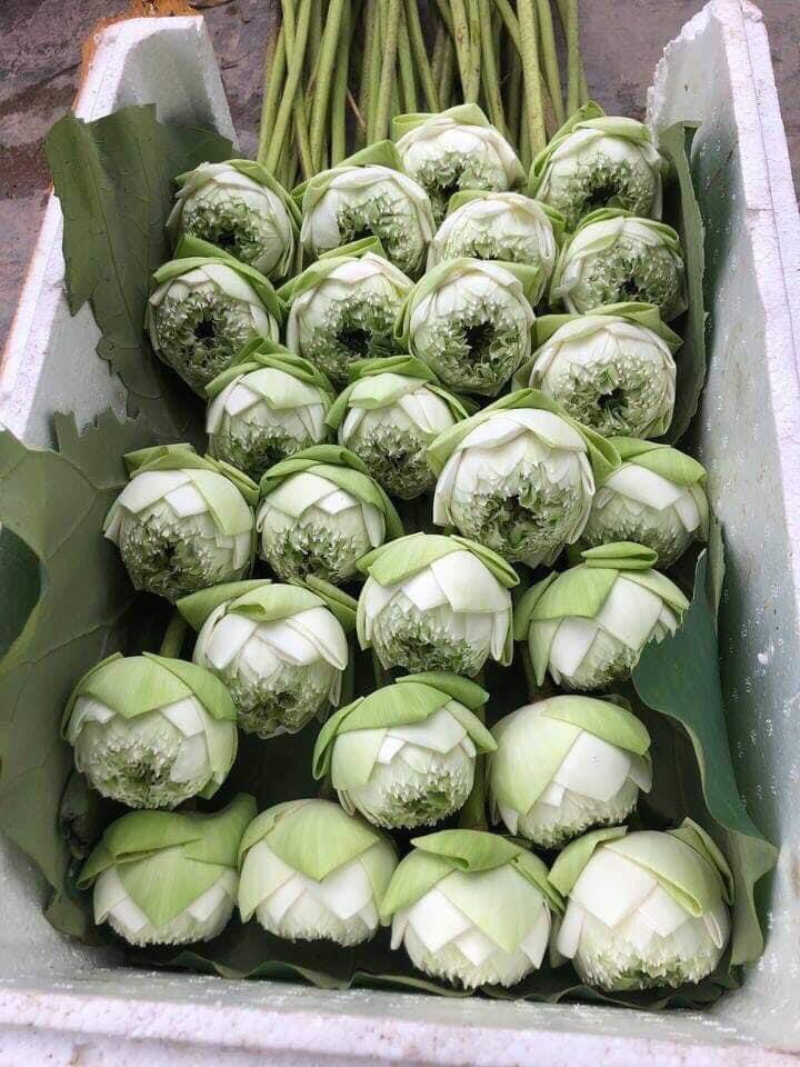Sen Quan Âm Trắng_ Củ Giống