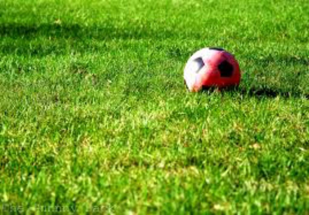 Hạt Cỏ Sân Bóng - Cỏ Lá Gừng. Túi 1kg Chất Lượng Cao -  Dễ Trồng