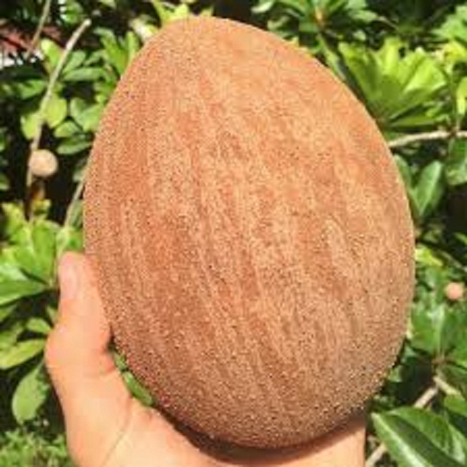 CÂY GIỐNG HỒNG XIÊM XOÀI