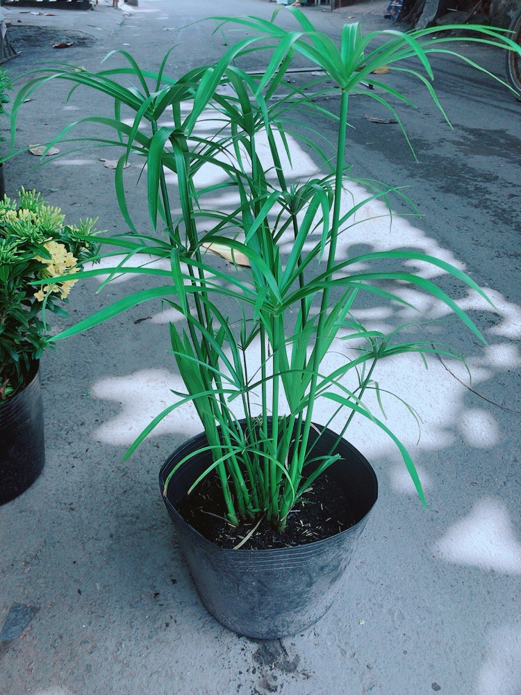 Cây Thuỷ Trúc