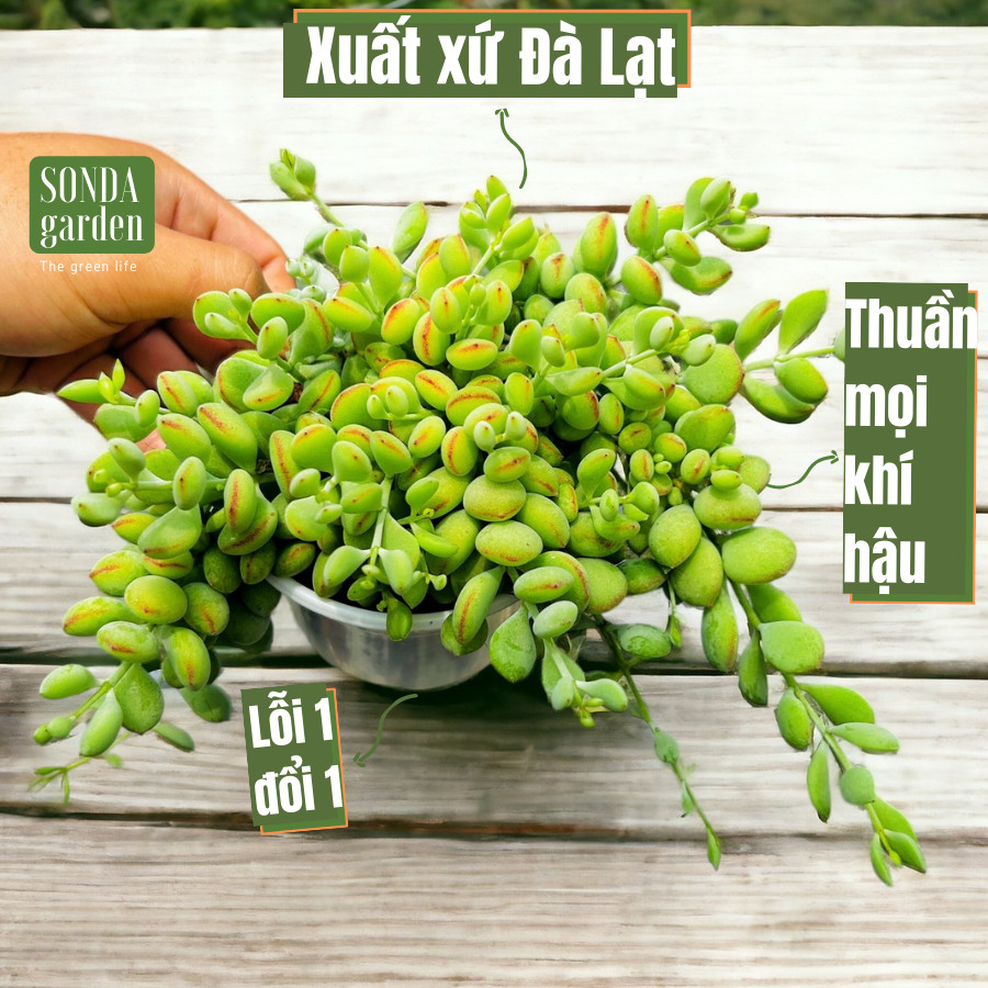 Sen đá sỏi hạt lựu sonda garden size trung bình 10cm, cây cảnh trang trí nhà cửa, lỗi 1 đổi 1