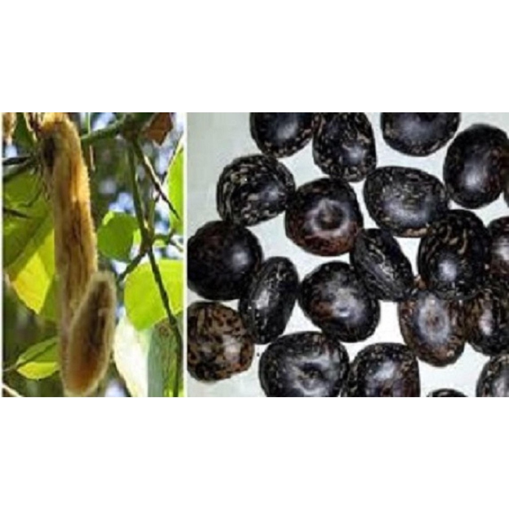 10 Hạt Đậu Lào Loại 01 981SP 683sp