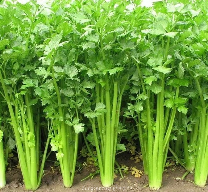 Hạt giống cần tây Rạng Đông