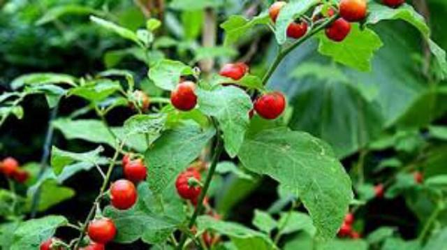 Hạt Giống Cà Gai Leo - Cây Dược Liệu Túi 0.2Gram. Năng Xuất Cao - Tốt Cho Sức Khỏe - Kèm Quà Tặng