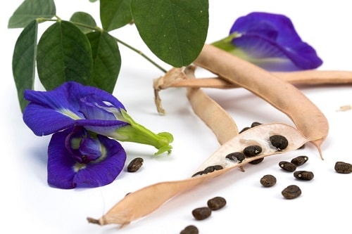 🍒Hạt Giống Hoa Đậu Biếc🍒 (Dễ trồng, hoa to) - 1gr/gói