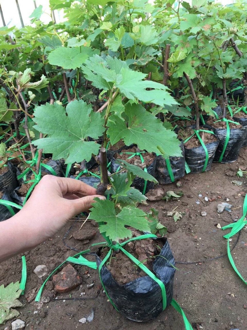Cây giống nho hạ đen không hạt - viện nghiên cứu rau qủa hà nội