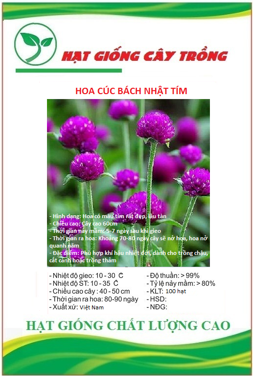 Hạt giống hoa cúc bách nhật hoa tím ct36 - gói 100 hạt