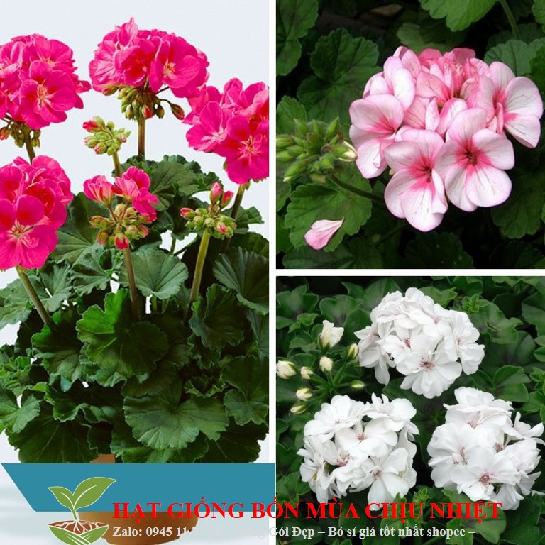 MJ36A GÓI 10 HẠT GIỐNG HOA PHONG LỮ THẢO