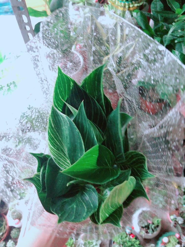 Cây Trầu Bà Đế Vương Sọc