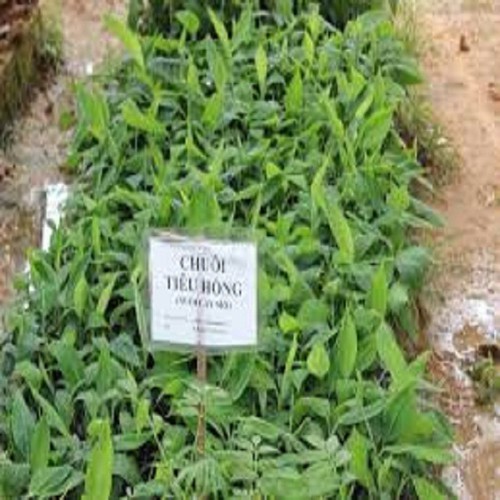 CÂY GIỐNG CHUỐI TIÊU HỒNG SIÊU QUẢ
