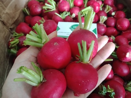 Hạt Giống Củ Cải Đỏ