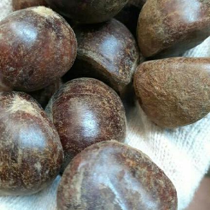 1kg hạt dẻ sống