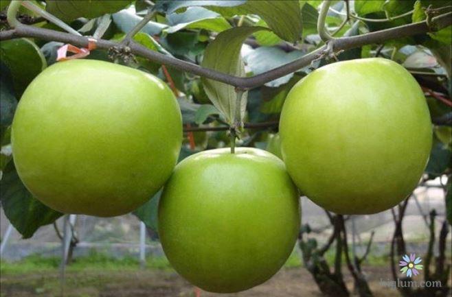 Cây giống táo đại siêu ngon siêu quả dòng quả sớm- cam kêt giống chuẩn f1