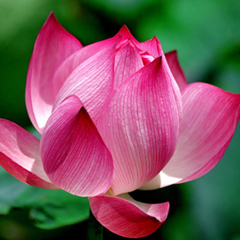 Gói 10 hạt giống sen ta - Sen Hồng Việt Nam - Vietnamese Lotus