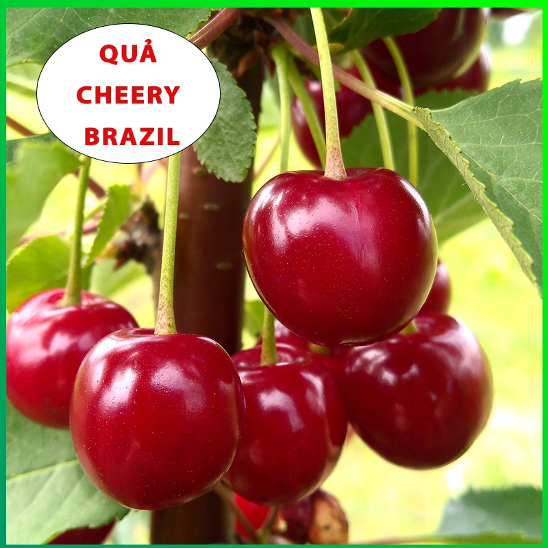Cây giống Cherry Brazin Tứ Quý (Cherry nhiệt đới ra trái quanh năm)