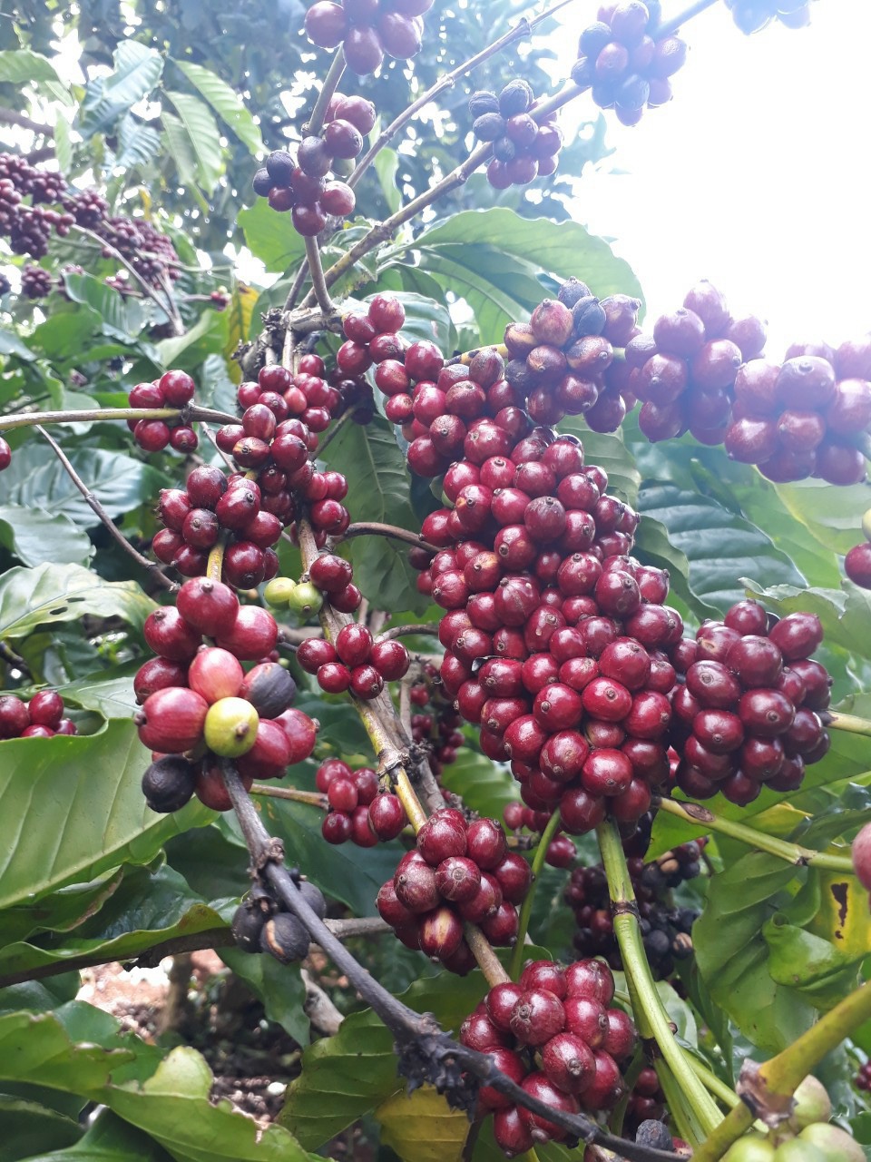 500g CÀ PHÊ MỘC ROBUSTA - DẠNG BỘT- 100% NGUYÊN CHẤT