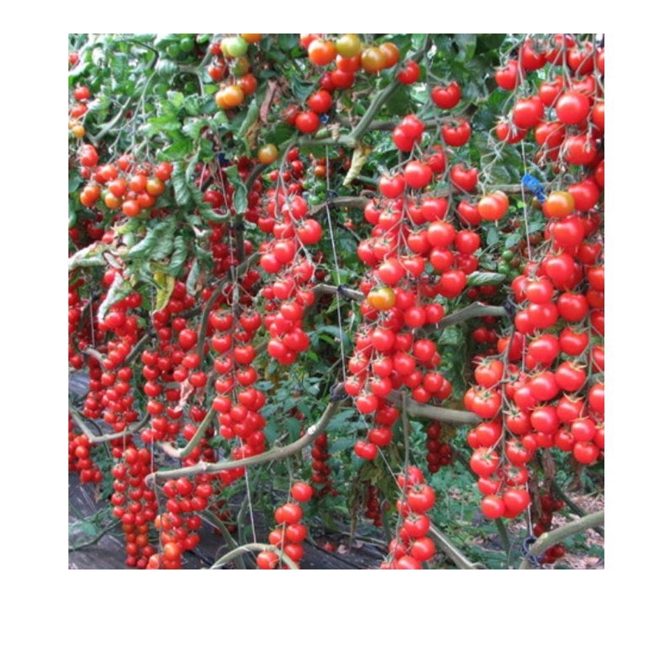 Hạt Giống Cà Chua Chuỗi Ngọc ( Cà Chua Bi IDYII F1 )