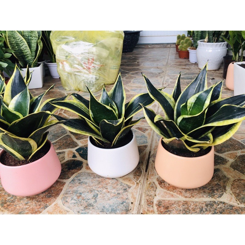 Cây LưỡI Hổ TháI Mini Size Để BàN ( LưỡI Hổ TháI LùN)