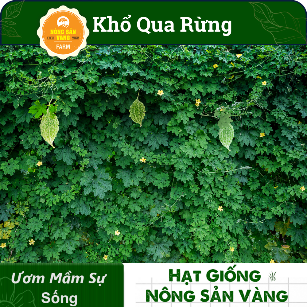 Hạt giống Khổ Qua Rừng Nảy Mầm Cao, Giàu Giá Trị Dinh Dưỡng (Gói 10 Hạt) - Nông Sản Vàng