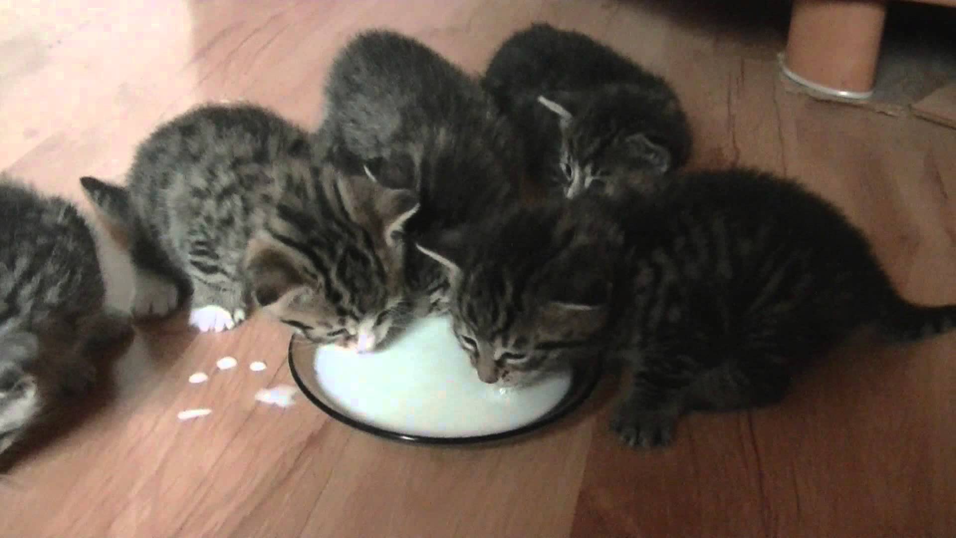 Sữa Bio Milk cho thú cưng