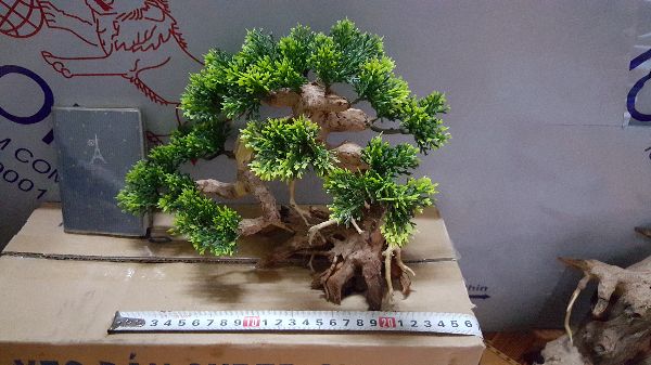 Lũa Bonsai- ngan25cm,cao 20cm