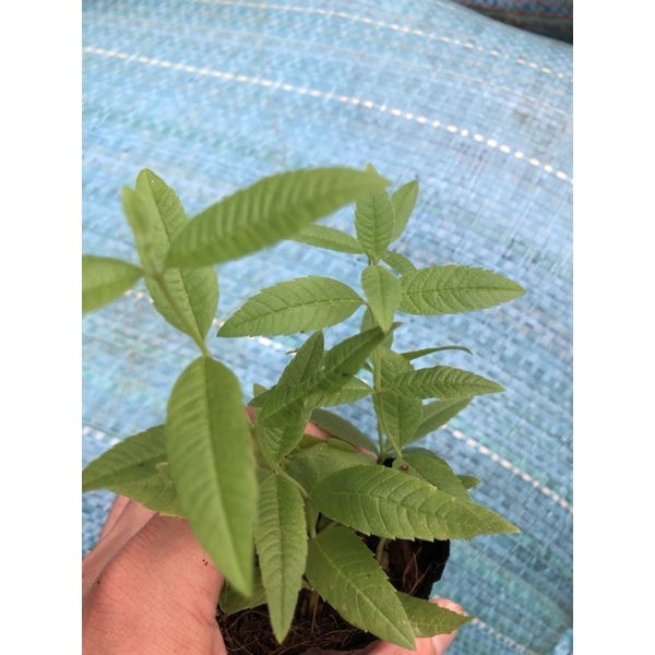 Cây Bạc Hà Sả Chanh Pháp - Lemon Verbena