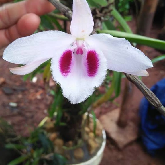 Hoa Lan Giả Hạc F21 Bắc Kạn