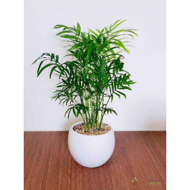 Cây Cau Tiểu Trâm - cây cảnh mini  mau lớn