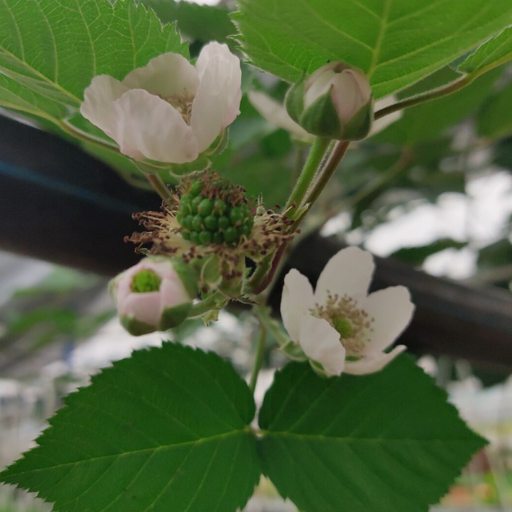 Cây Phúc Bồn Tử Đen.