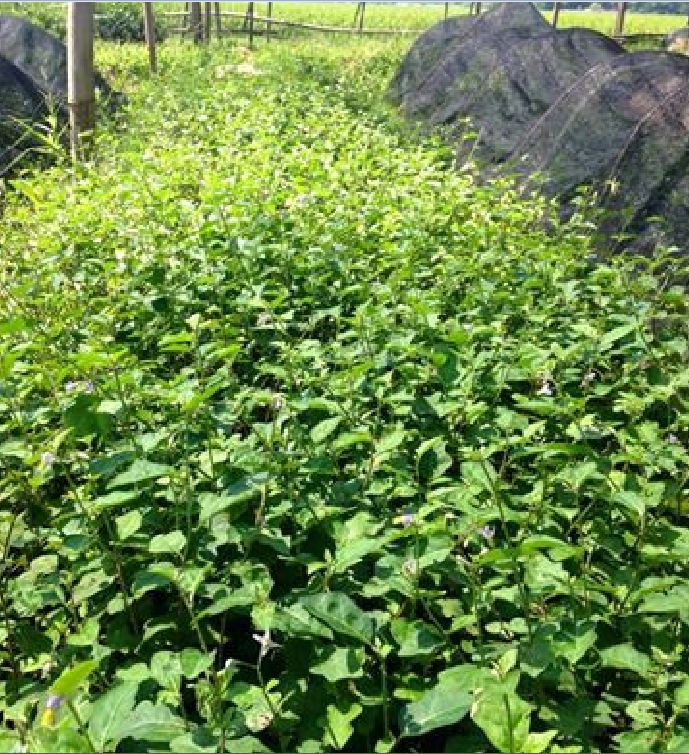 Hạt giống cây cà gai leo ( cây dược liệu ) - ( 50 hạt )