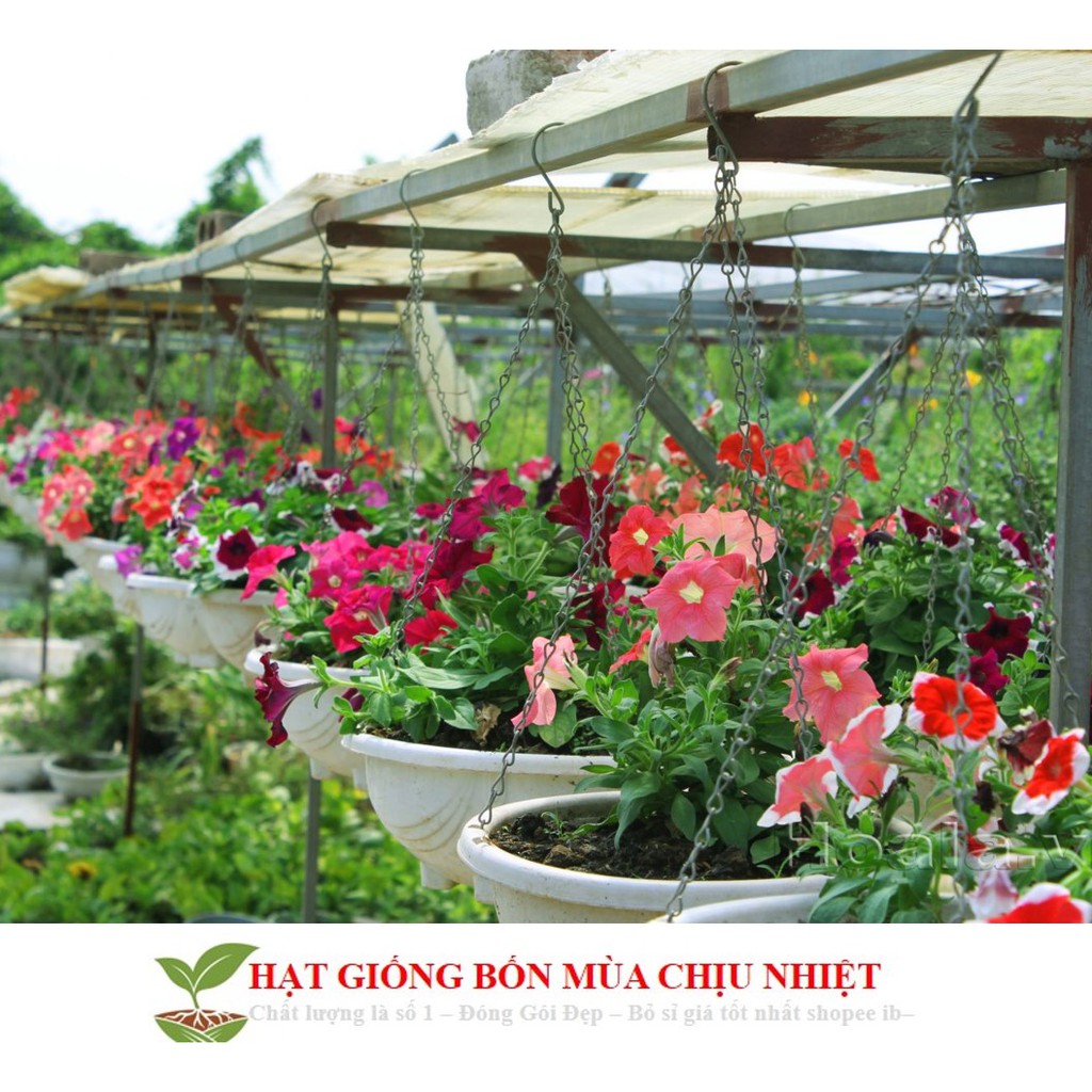 HG6 Hạt Giống Dạ yến thảo Mix 100 Hạt/ Gói