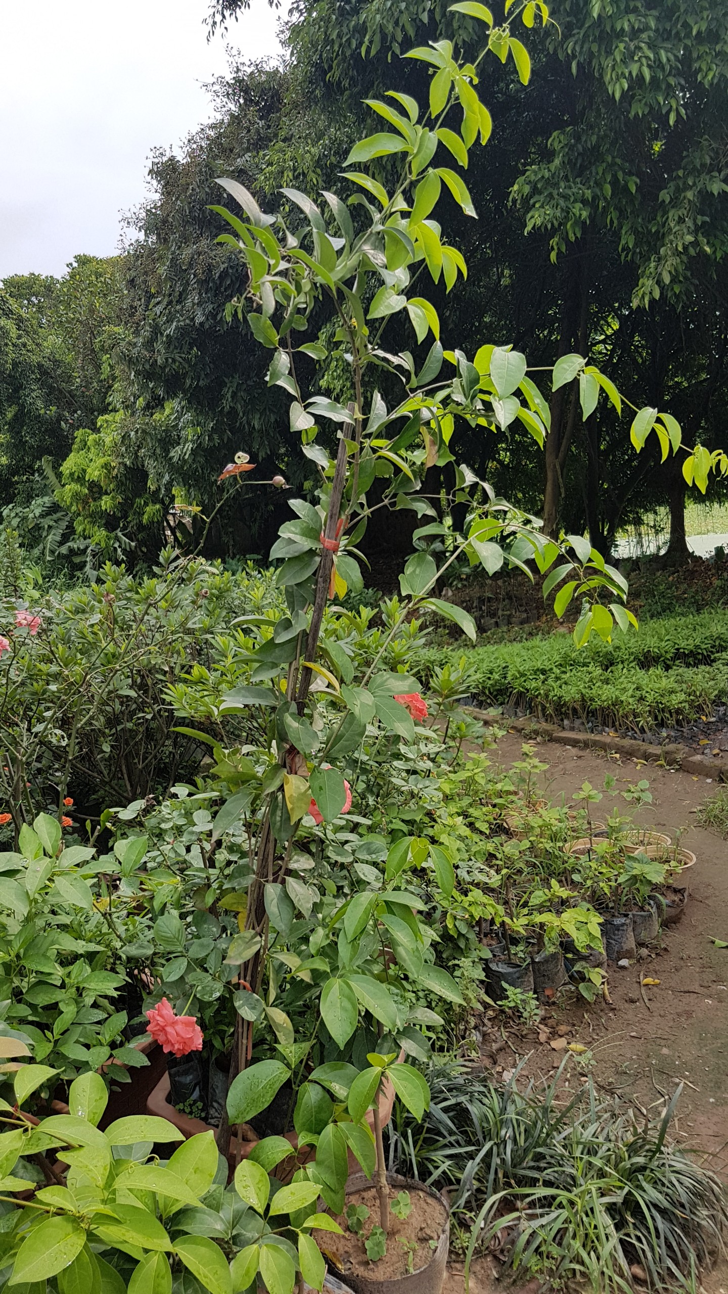 Lan tỏi cao 2 m  - Cây trưởng thành
