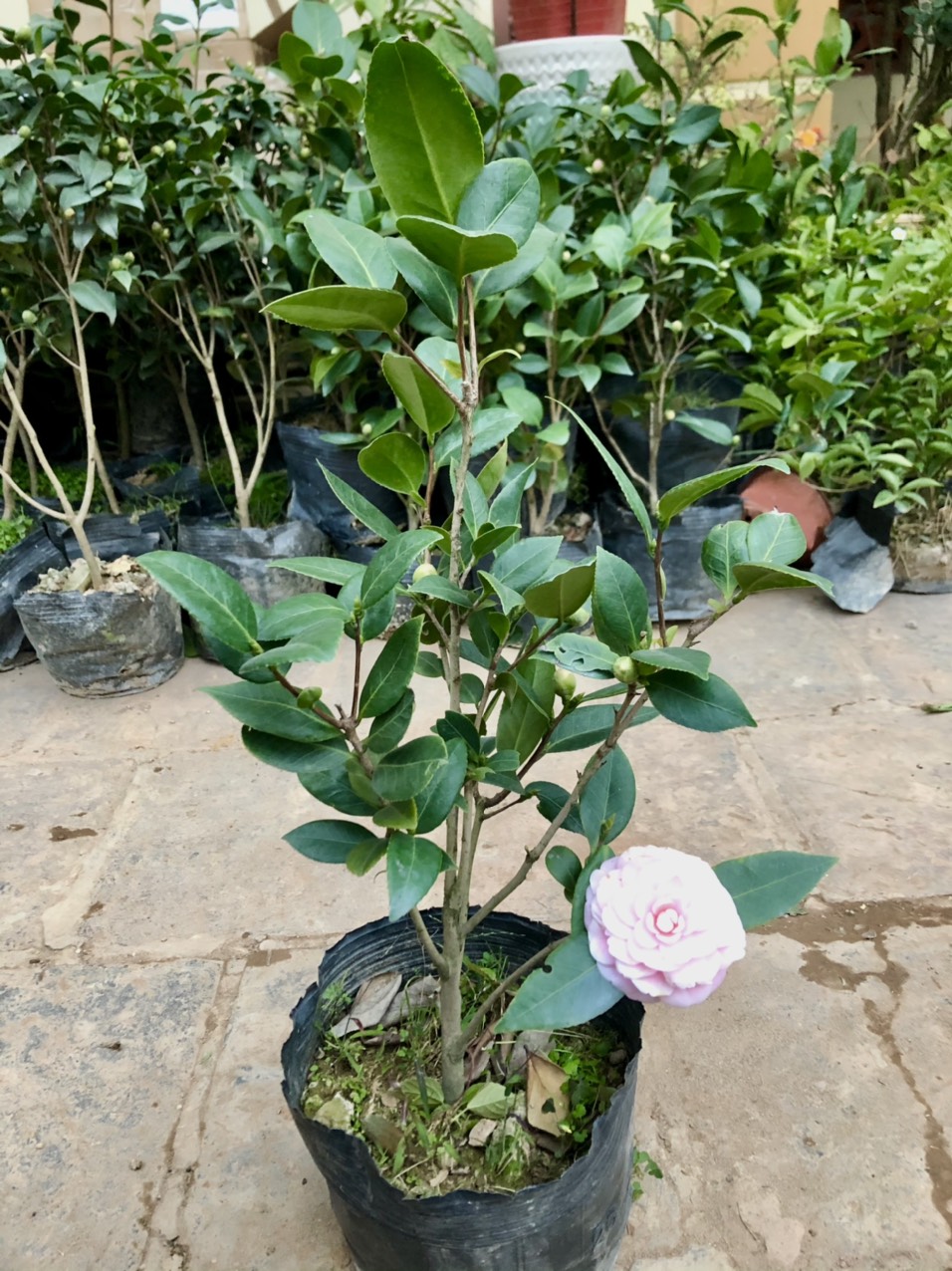Cây trà my phấn cung đình đang nụ và hoa cao 50cm