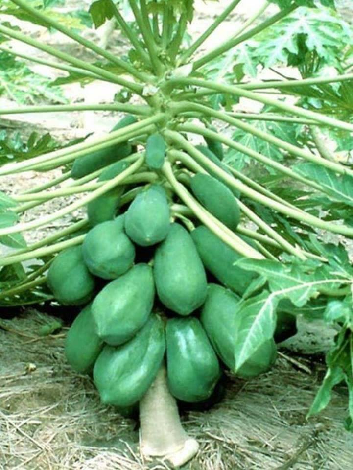 Hạt Giống Đu Đủ Siêu Ngọt Gói - gói 20 Hạt