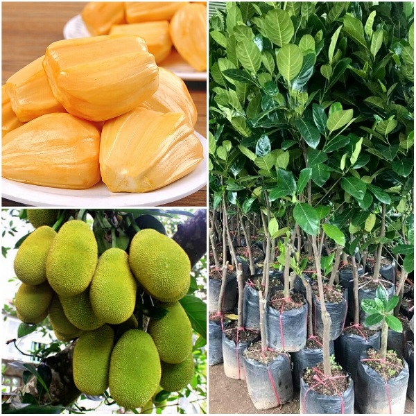 CÂY MÍT THÁI - CHUẨN GIỐNG F1( CÂY CAO 60-70CM)