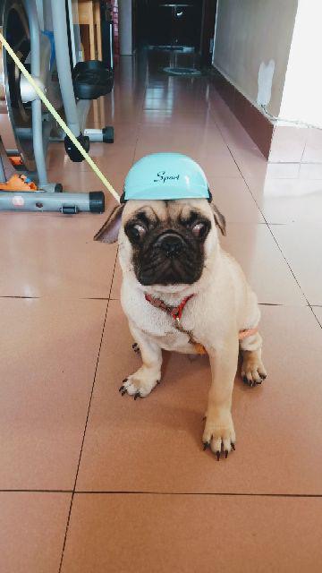 NÓN BẢO HIỂM CÚN MÈO 🐶😻