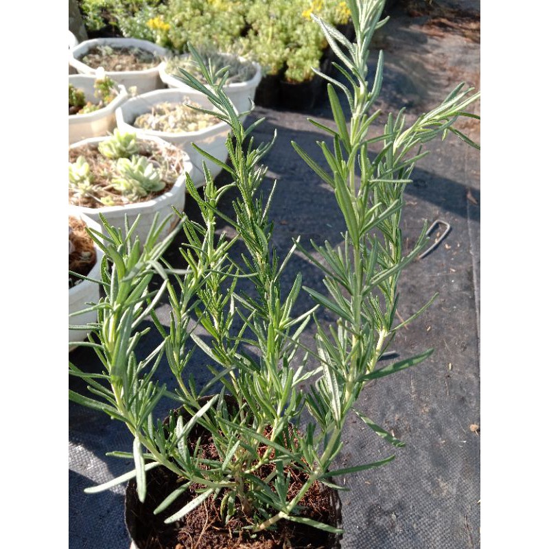 Cây Hương Thảo - Rosemary, cây hương liệu, gia vị Âu